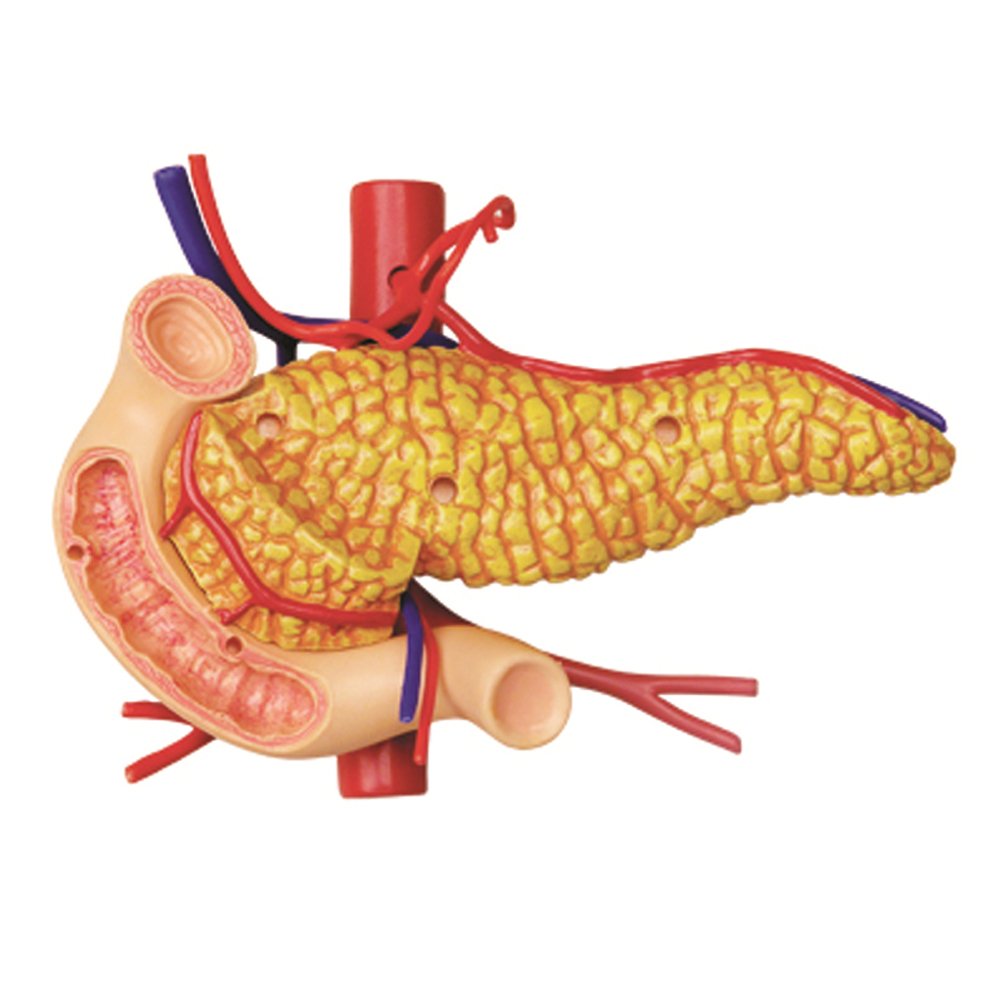 Famemaster 4D-Vision Human Stomach Anatomy Model Multi-colored, 10
