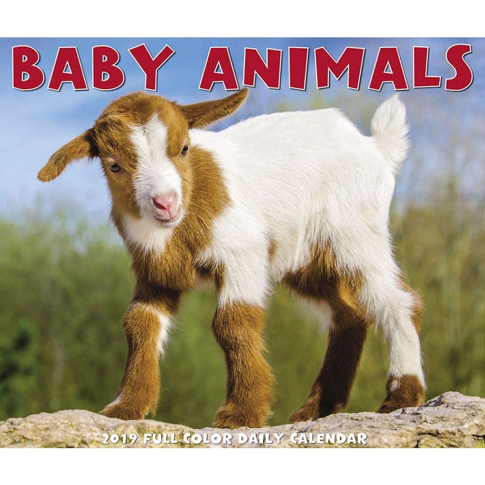 Baby Animals 2019 Box Calendar