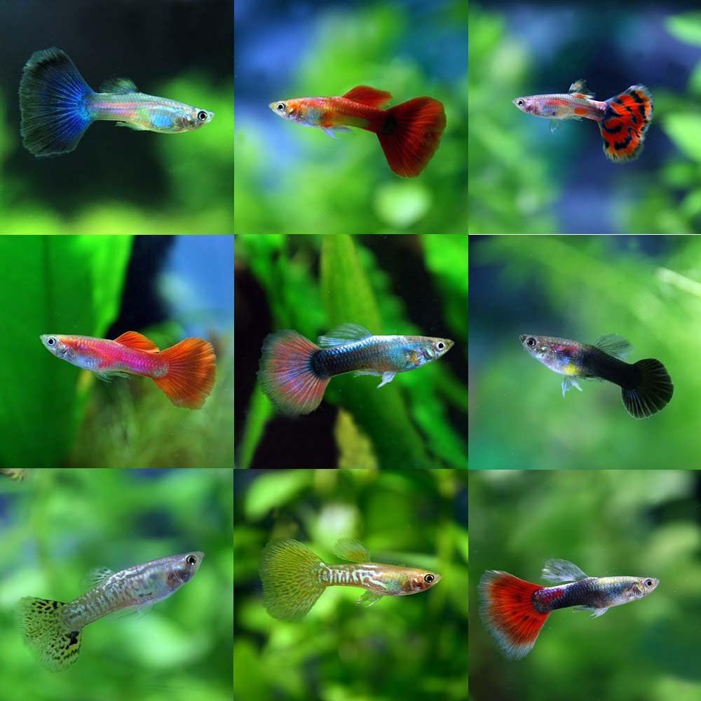 Amazon 熱帯魚 ミックスグッピー 外国産 約3cm ペア 生体 観賞魚 水中生物 通販
