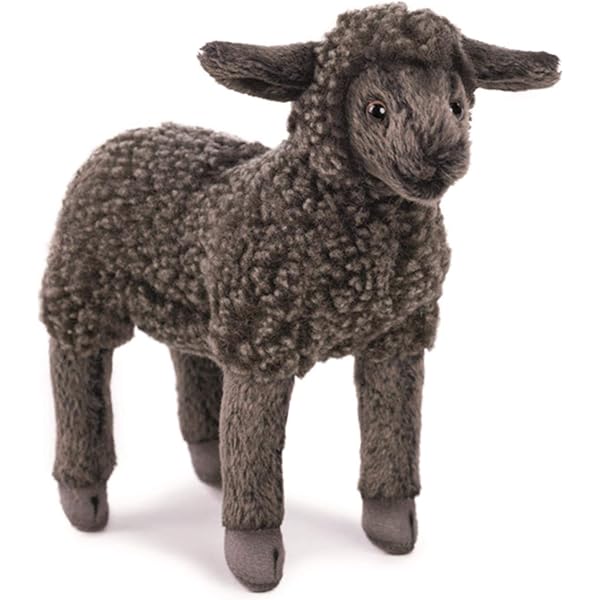 black sheep teddy