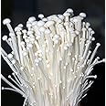 Root Mushroom Farm- Mushroom Liquid Cultures/White Enoki(Flammulina velutipes)
