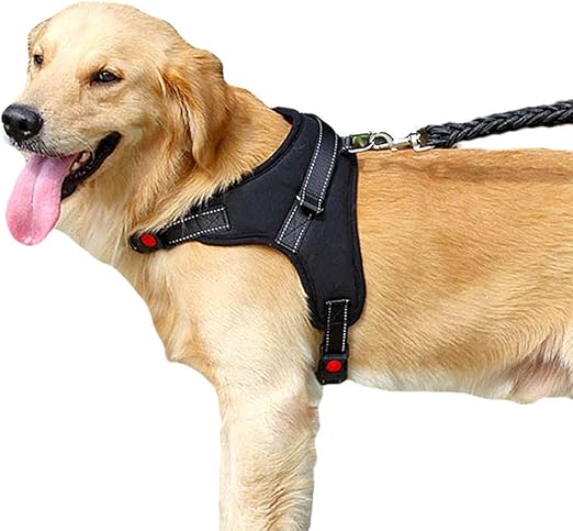 Correa de perro Cadena para perro cuerda para perro correa ...