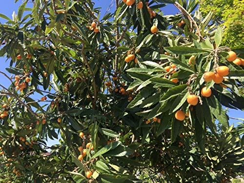RubyShop724 20 Pcs Organic Garden Loquat Dried or Fresh Leaves