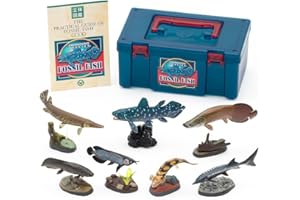Colorata Fossil Fish Real Figure Box (japan import)