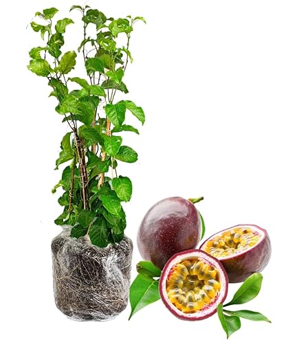 Amazon.com : Passion Fruit Plant - Live Plant in a 4 Inch Growers Pot -  Edible Fruit Bearing Vine for The Patio and Garden : Patio, Lawn & Garden