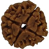 Arihant Gems and Jewels® 4 Mukhi Nepali Rudraksha Beads | 100% Original & Certified Four-Faced (Four-Headed) Rudraksha