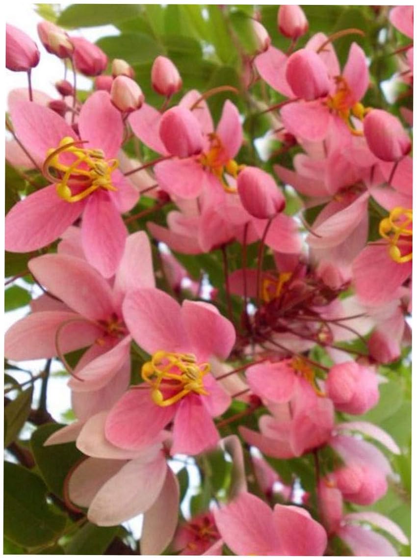 8 Seeds Rainbow Shower Tree Ornamental Tropical Plant Coral Tree Stunning Pink Blooms Cassia grandis