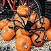 Giant Spider, 6.6 ft/78 in Fake Hairy Halloween Spider, Extra Large Decoration for Outdoor or Indoor, Yard Home Shop Decor, Spooky Tarantula (Black)
