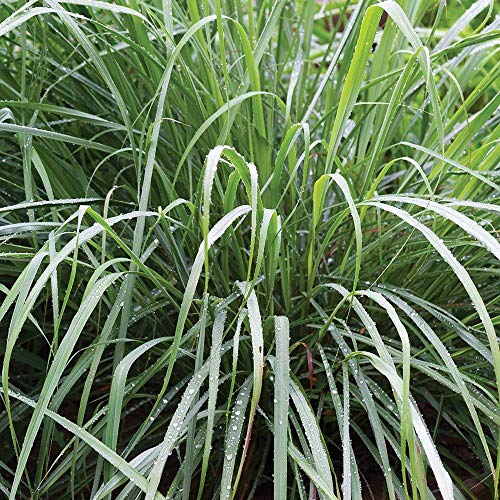 List of the Top 10 lemongrass plants live you can buy in 2019 Aalsum