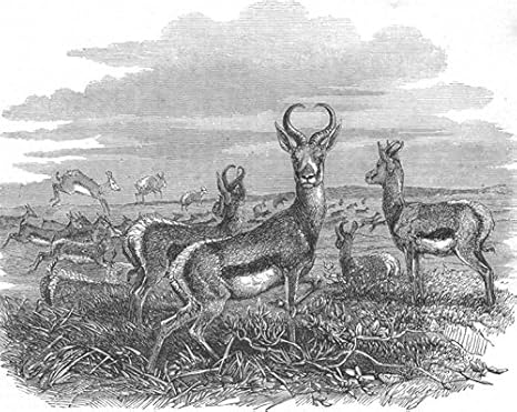 Amazon 動物 Xhosa War Herd Of Spring Boks 1853 古いアンティークヴィンテージプリント 動物プリントの彫刻アートピクチャープリント イラストレイテッドロンドンニュース アートフレーム ポスター オンライン通販