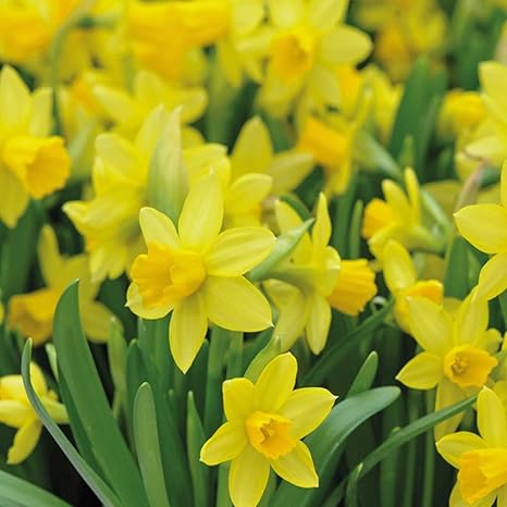 Mini Daffodil Bulbs Hardy Spring Flowering With Bright Yellow Flowers Spring Garden Plant Low Maintenance And Easy To Grow 50 X Daffodil Narcissus Mini Tete A Tete Bulbs By Thompson Morgan Amazon Co Uk
