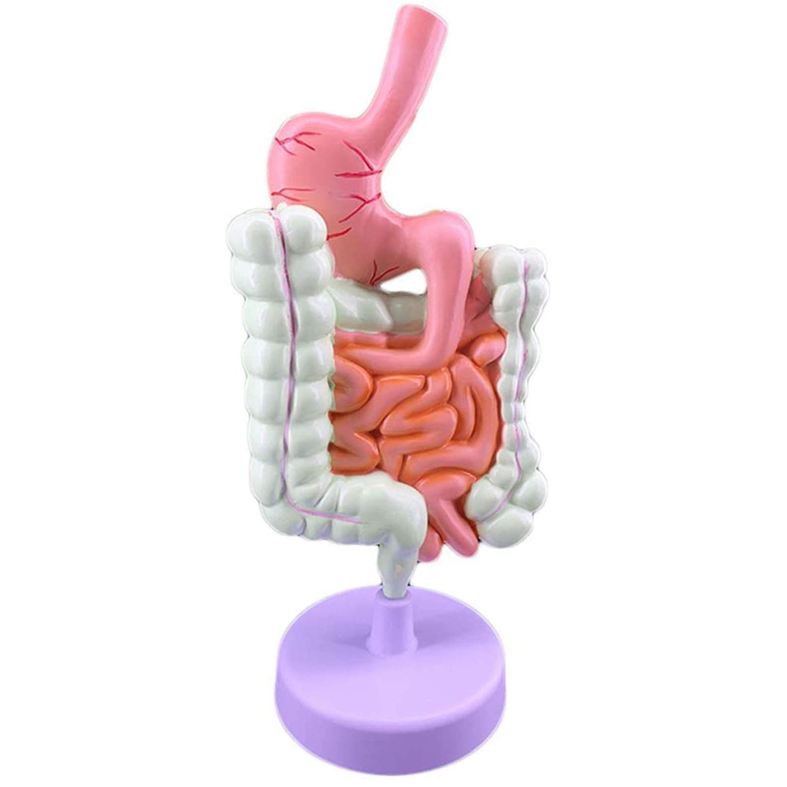BZZBZZ Human Digestive System Anatomical Model Large Intestine Model Rectum Duodenum Internal Organs Gastrointestinal Anatomy Model for School Educational Materials