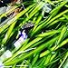 Jungle Val | Tall Vallisneria Spiralis 3-Bunch Freshwater Live Aquarium Plants Background Fish Tank Greenpro