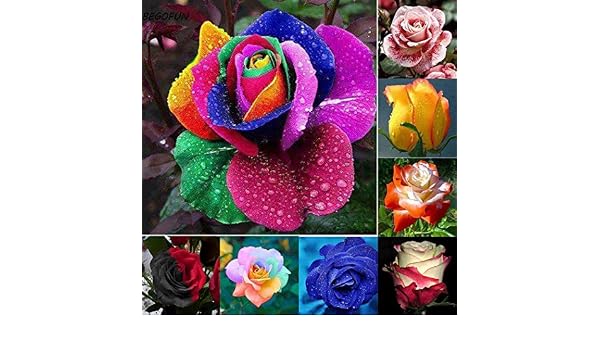 Portal Cool 50pcs Cultivar un huerto casero deliciosas Verduras ...