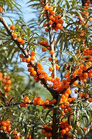 Sanddorn-Set Busch. je 1 Pflanze männlich (Pollmix)+1 Pflanze weiblich