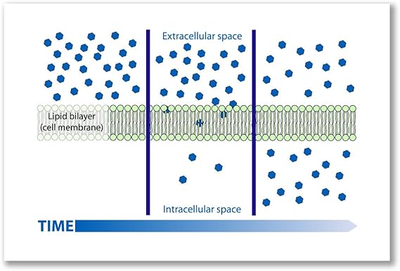 Poster art print SIMPLE DIFFUSION DIAGRAM SCIENCE CELL MEMBRANE