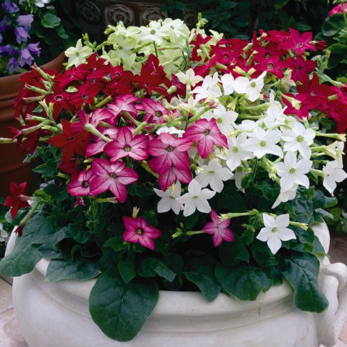 0.1g (Approx. 450) Flowering Tobacco Seeds 