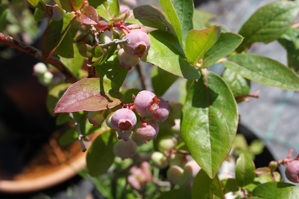 Vaccinium corymbosum 'Patriot' - Blueberry ripening from July 15cm Pot Size - Image 3