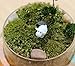 BeautyMood Miniature Fairy Garden Herd of Sheeps, Set of 6