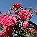Laguna Rose Bush Fragrant Pink Climbing Rose Organic Grown Large Pink Flowers 4" Potted