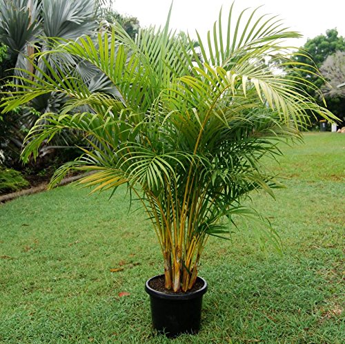 Dypsis Lutescens Seeds Golden Cane Palm Areca Palm Yellow Palm Or Butterfly Palm Seeds Buy Online In Turkey At Turkey Desertcart Com Productid