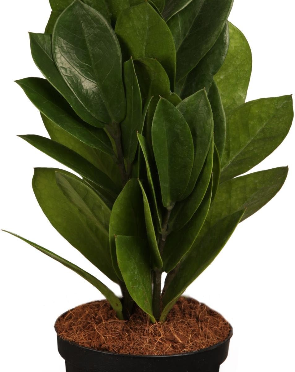 Dominik Flores y Plantas, Pluma de la Suerte, zamie, Zamioculcas