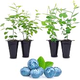 Fam Plants Live Blueberry Bush Biloxi (4 Pack) Southern Highbush Blue | Real fruit bushes ready for planting, for sale; healthy starter plants, easy plant care for a patio or balcony