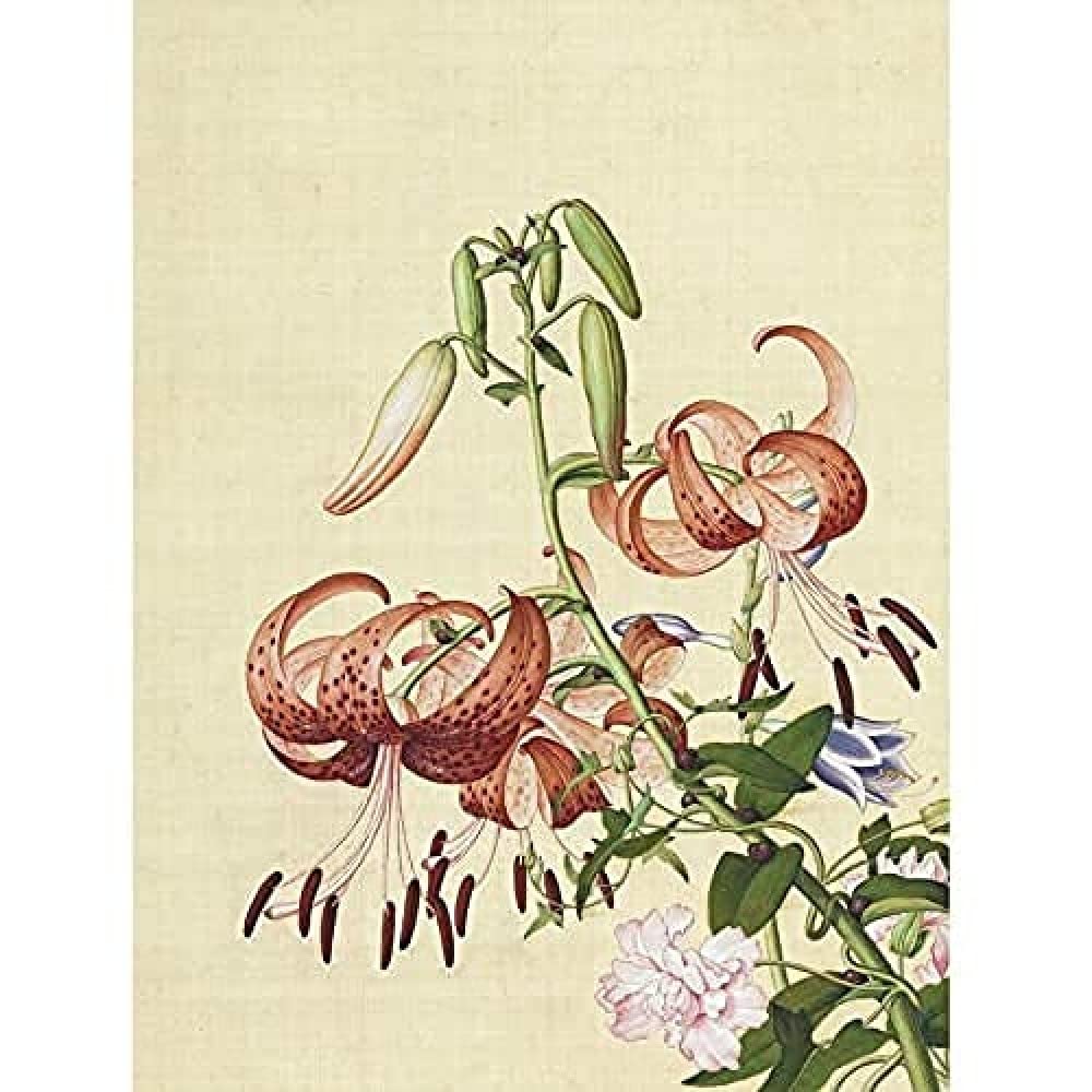 Castiglione Lilien Blume Pflanze Gemälde Kunstdruck Leinwand Premium Wanddekoration Poster Wandbild