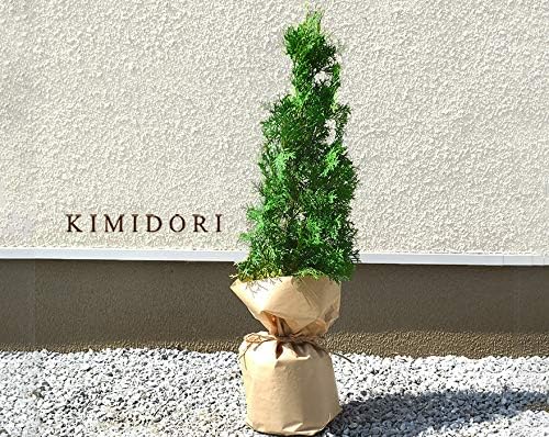 送料無料 コニファー グリーンコーン 70 80cm 10本 セット シンボルツリー 再入荷 予約販売 植木 目隠し 生垣 にオススメです 庭木 苗木