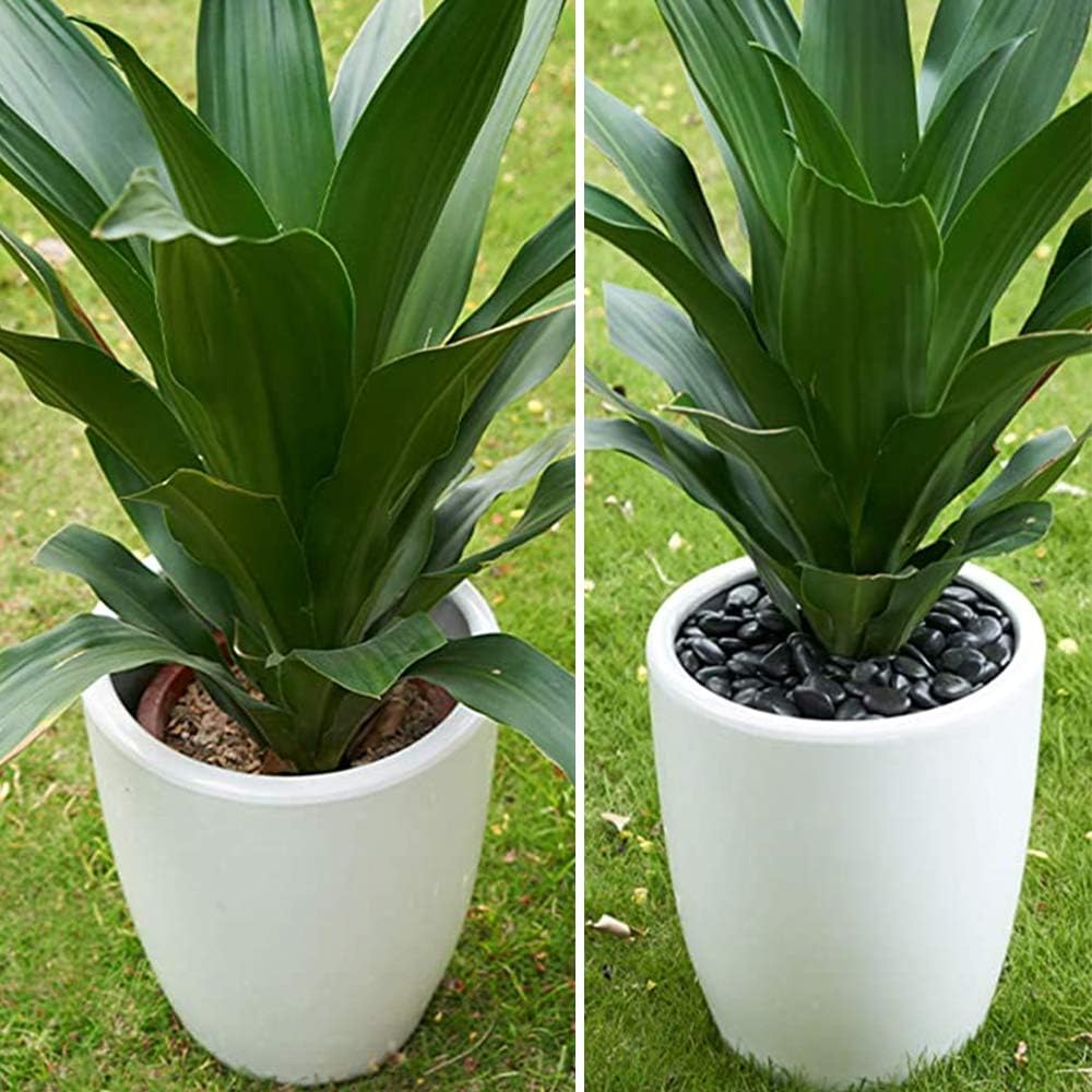 Anothera 18-lb Bulk Bag Black Small Pebbles 1" Size Aquarium Gravel Outdoor River Rocks Garden Paving Indoor Plant Gravel Decorative Stones : Garden & Outdoor