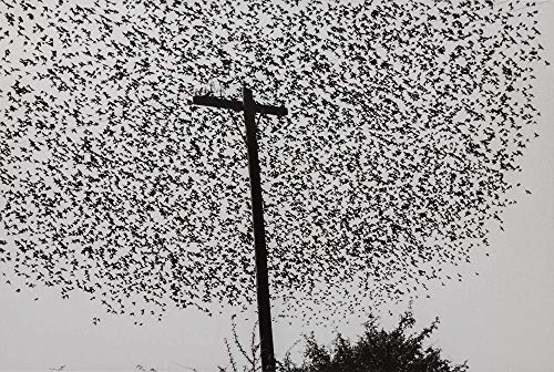 Graciela Iturbide’s Mexico: Photographs