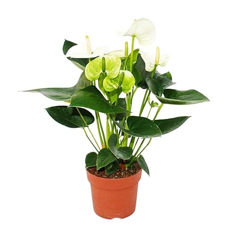 Fleur De Flamant Rosesierra White Blanc Anthurium