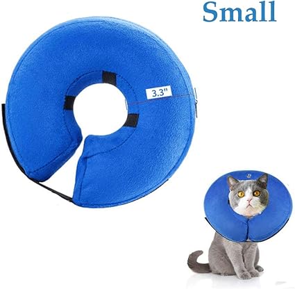 fire belly toad food