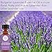 Pure Body Naturals Bulgarian Lavender Essential Oil by Pure Body Naturals, 1 Fluid Ounce - 100% Pure, Independently Tested, Therapeutic Grade Lavender Essential Oil for Diffuser Aromatherapy