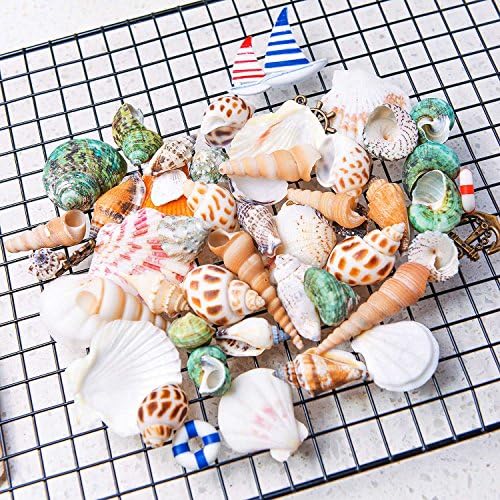 HAYATA Home Polished Sea Shells &amp; Nautical Decorations– Sizes 0.5” to 2.0” - Approx. 45 Beach Shells &amp; Nautical Decorations in Mixed Colors Good For Aquarium kit Fish tank Bubbler