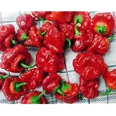 30 Red Jamaican Scotch Bonnet Seeds Super Hot Pepper Heirloom Non-GMO | HARLEY SEEDS Capsicum annuum US Grown