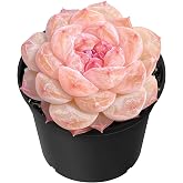 Sprout N Green Echeveria 'ICY Laui' Sugar Heart, Live Succulent in 2" Pot | Fully Rooted, Home Office Indoor Outdoor Wedding Decor DIY Projects Party Favor, Easy to Care, Pet Friendly