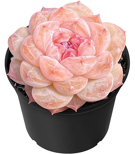 Amazon.com : Succulent Plants, Irish Rose (Aeonium Arboreum) 5 Cuttings :  Patio, Lawn & Garden