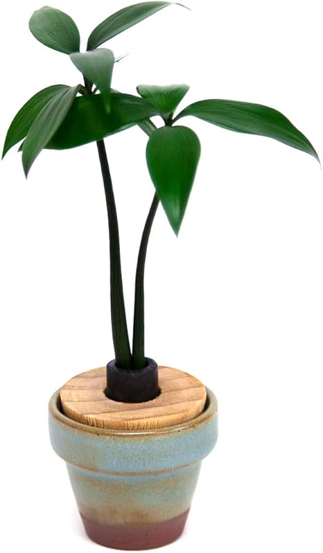 Amazon Co Jp 日本古来の植物 ご神木 梛 なぎ の木 と うさぎ庵特性 豆鉢 青銅色 土なし 清潔 水やり簡単 セラハイト ホーム キッチン