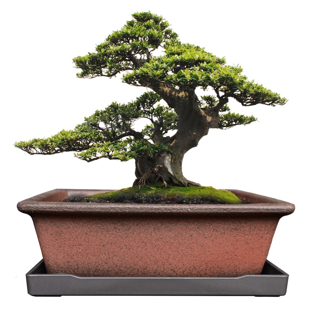 MUZHI Decorative Ceramic Bonsai Planter Pot 8.5 Inch with Tray, Breathable Unglazed Rectangle Terracotta Clay Pot for Tree Succulent Cactus Indoor Outdoor Red Brown
