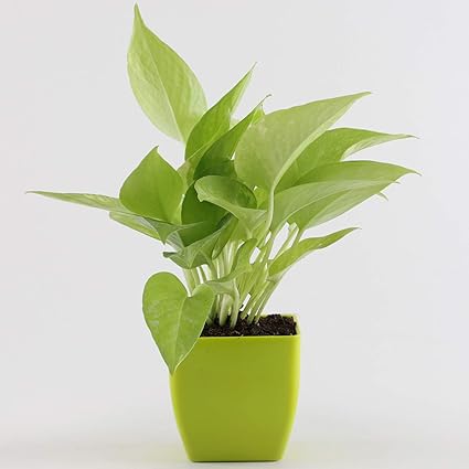 Pots & Plants Indoor Money Plant in Green Plastic Pot/Air Purifying/Live/Indoor/Outdoor