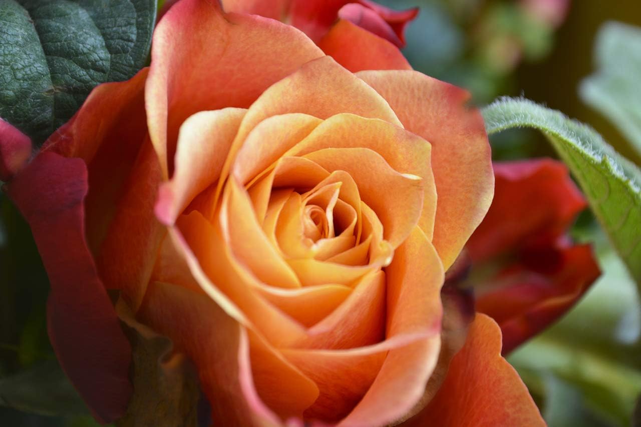 Rosa Remember Me Hybrid Tea Rose Bush Double Bright Coppery Orange Flowers 3fatpigs Plants Seeds Bulbs Outdoor Plants