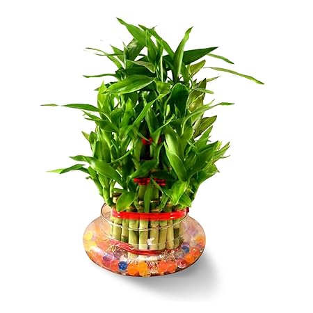Abana Homes 3 Layers Lucky Bamboo Plant Indoor in Glass Pot (3 Layer Bamboo)
