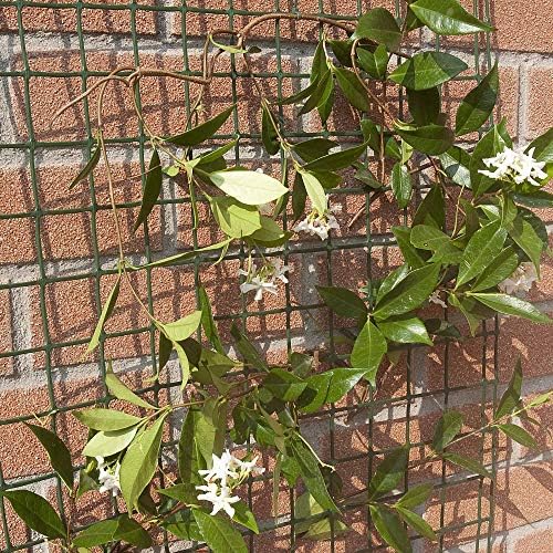 Tenax 72022416 Corolla Soporte para Planas trepadoras 500 x 100 cm ...