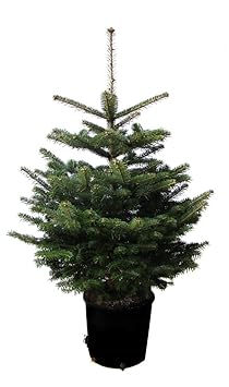 Nordmanntanne im Topf gewachsen Weihnachtsbaum ideal zum Einpflanzen (80-100cm)