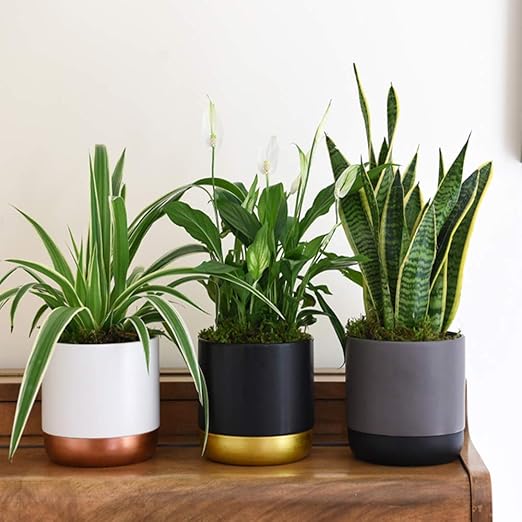 Air Purifying Plant Collection 3 Indoor House Plants Snake Plant, Peace