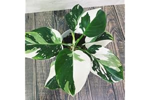 TANKDA 2 Rare Philodendron Live Plants Varieties Collection, Philodendrons Plants Size 5-9 Inc for Indoor Houseplant Décor, Ornamental Tropical Well-Rooted (White Green Philodendron Plants)