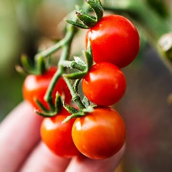 Amazon 新食感 薄皮ミニトマト苗 プチぷよ 赤実 野菜苗 10 5cmポット自根苗 4個セット 赤ちゃんのホッペのように皮 がプヨプヨに柔らかい 新食感ミニトマト 丸ごと口に放り込むと 熟したサクランボを噛んだ時のように食感が柔らかく 皮の存在がほとんど気に Amazon 新食感 薄皮ミニトマト苗 プチぷよ 赤実 野菜苗 10 5cmポット自根苗 4個セット 赤ちゃんのホッペのように皮 がプヨプヨに柔らかい 新食感ミニトマト 丸ごと口に放り込むと 熟したサクランボを噛んだ時のように食感が柔らかく 皮の存在がほとんど気に