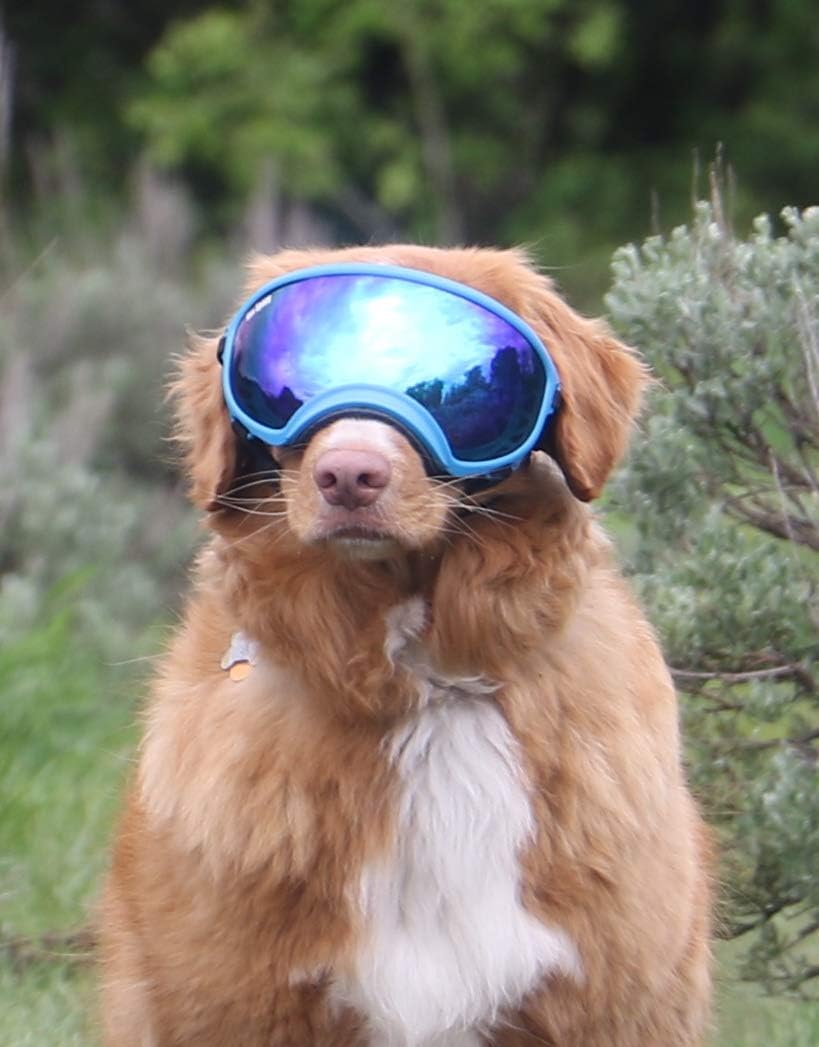 Rex Specs Dog Goggles - Eye Protection for The Active Dog