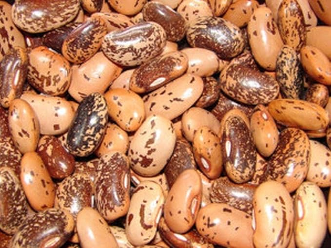 Pinto Bush Bean Seeds (20 Seed Pack) Garden & Outdoor